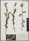 Foto von Salix acutifolia Willd.